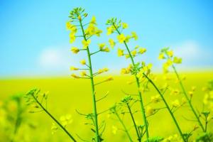 GM: why it&rsquo;s off the organic menu